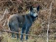 Радіація та мутації: Поблизу Чорнобиля з'явились сині собаки