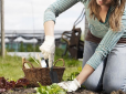 Дачникам на замітку! Чи можна садити город до Благовіщення