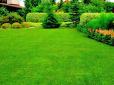 Дачникам на замітку! Чим обробити газон, щоб він став зеленішим