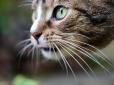 Дивовижний багатофункціональний природній прилад: Науковець пояснив, для чого котам вуса
