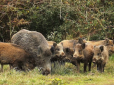Не хочуть бути брудними свинями: У Карпатах дикі кабани влаштували собі власне SPA серед гірських лісів (фотофакти)